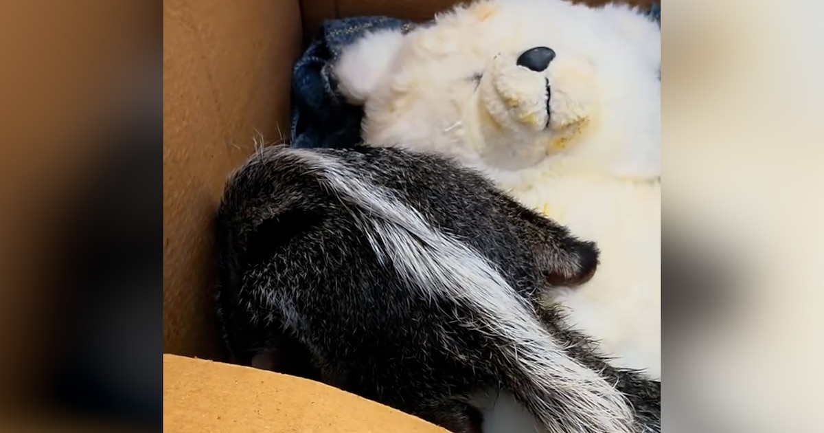 Un peluche como refugio: la recuperación de la cría de oso hormiguero bebé que busca regresar a la naturaleza