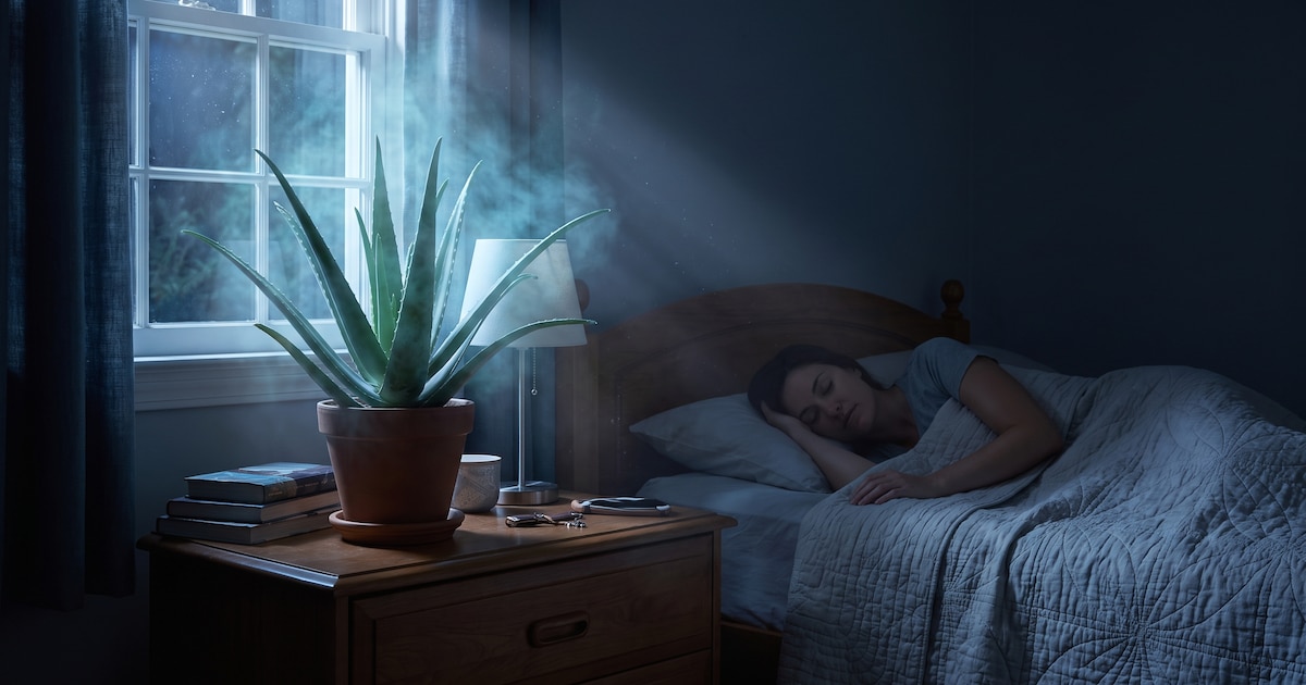 Lo que el aloe vera hace en tu cuarto por las noches que casi nadie sabe